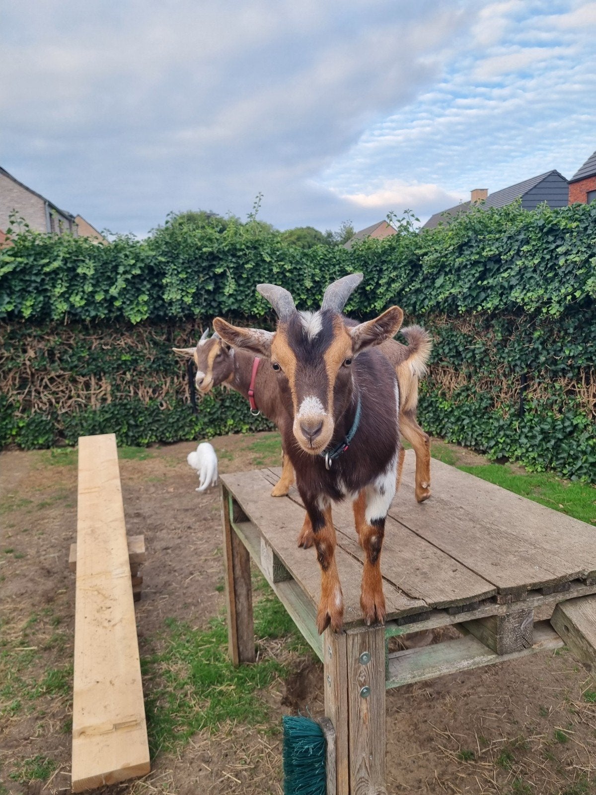 Bocky en Elodie zoeken samen nieuwe thuis, Dieren en Toebehoren