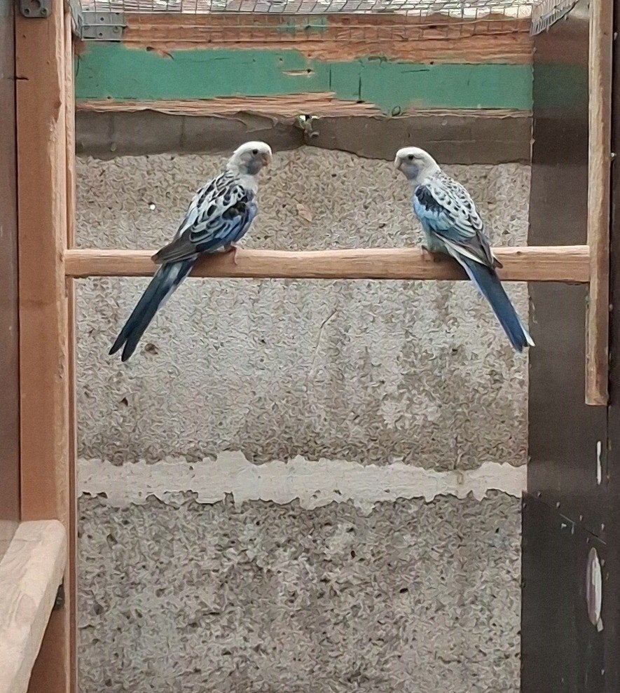 Blauwe Rosella Poppen 2024, Vrouwelijk, Parkiet, Geringd
