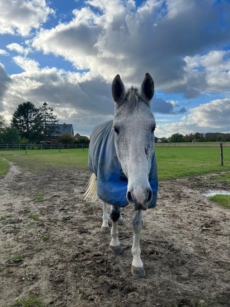 Weideplaats gezocht, Weidegang, 1 paard of pony