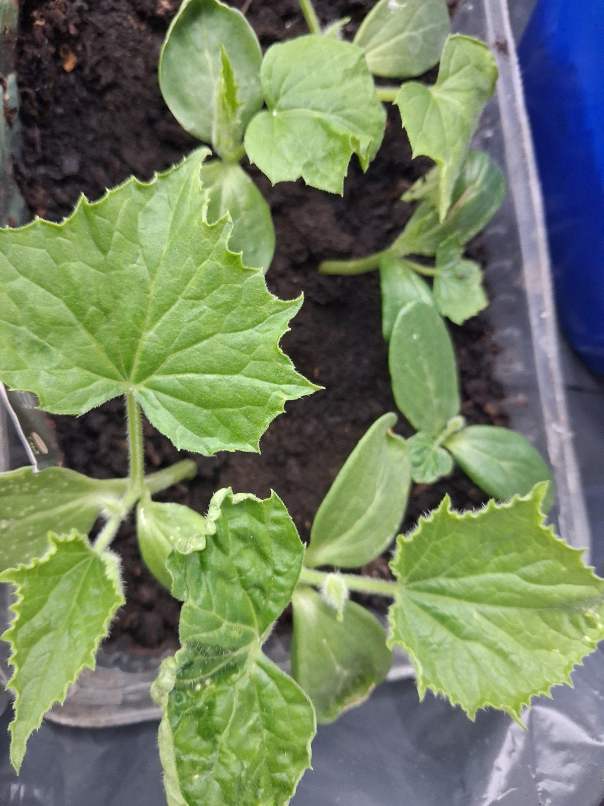 Plants de légumes et aromatiques, Enlèvement