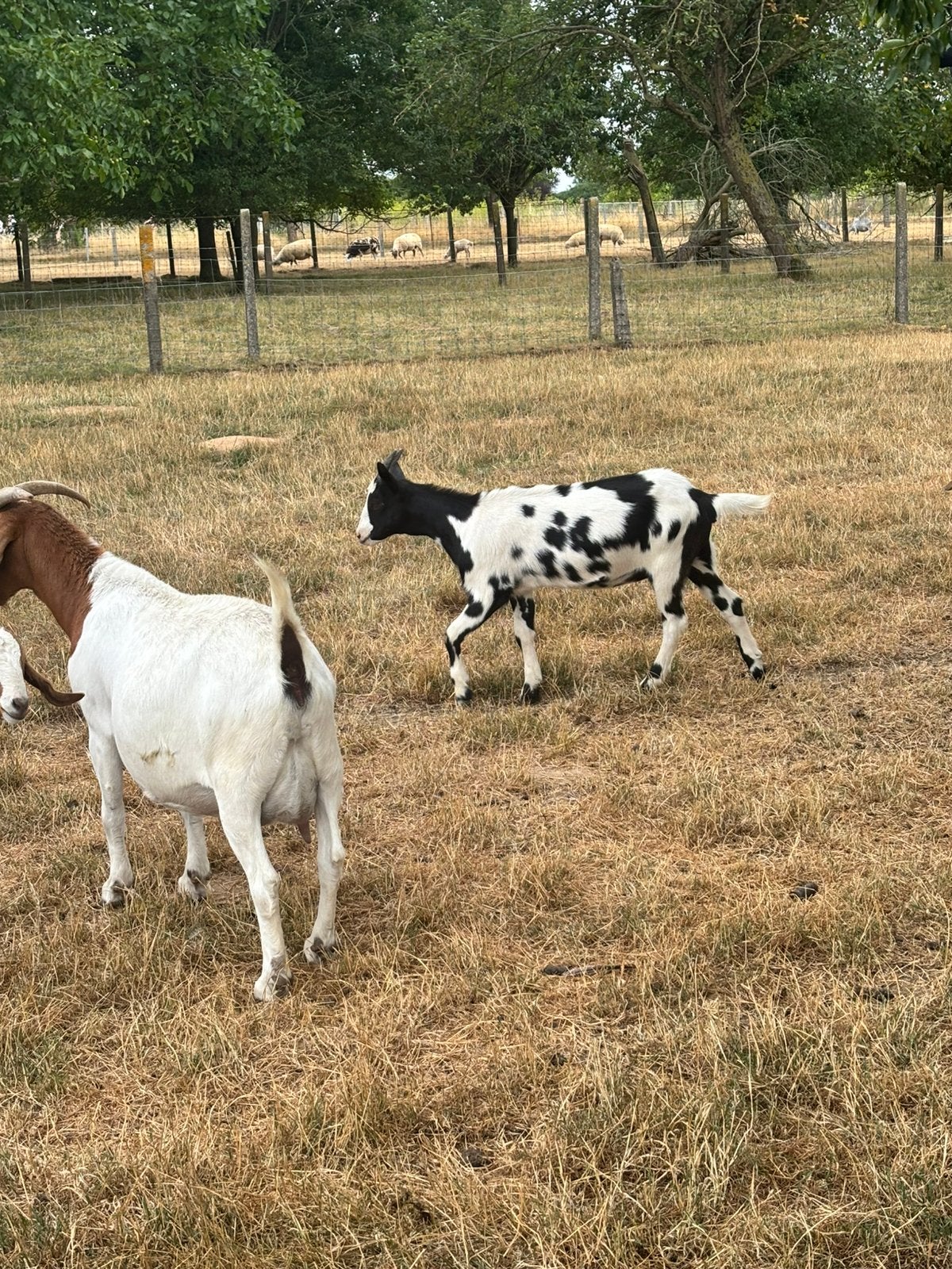 Melkgeiten, Dieren en Toebehoren, Schapen, Geiten en Varkens, Meerdere dieren, Geit