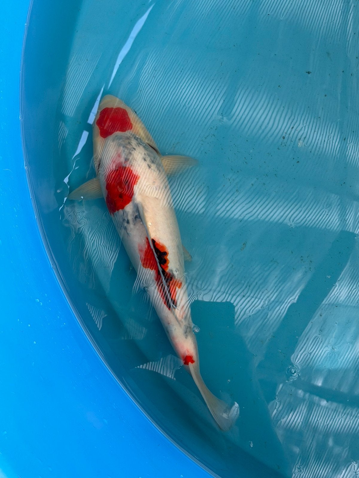 Japanse koi