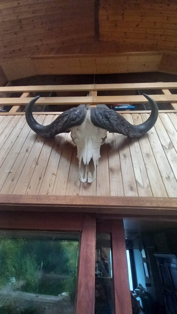 Massacre Buffle du Cap (Syncerus caffer) – Origine Afrique., Enlèvement, Utilisé, Animal sauvage, Crâne