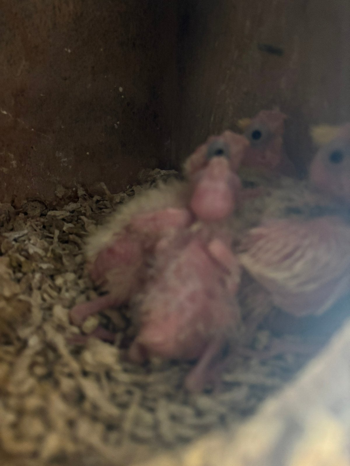 Jonge valkparkieten, Meerdere dieren, Parkiet, Geringd