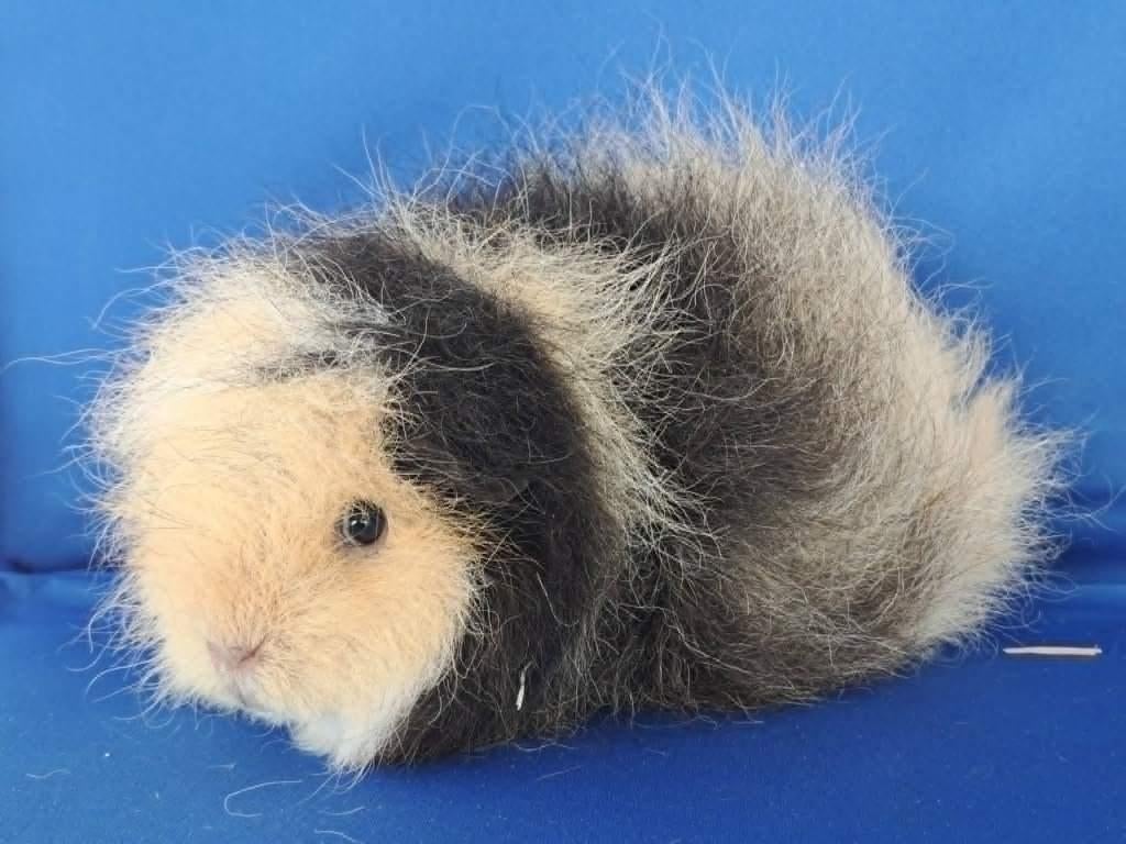 Mooie Ch Teddy cavias te koop, Domestique, Mai, Cobaye, Femelle