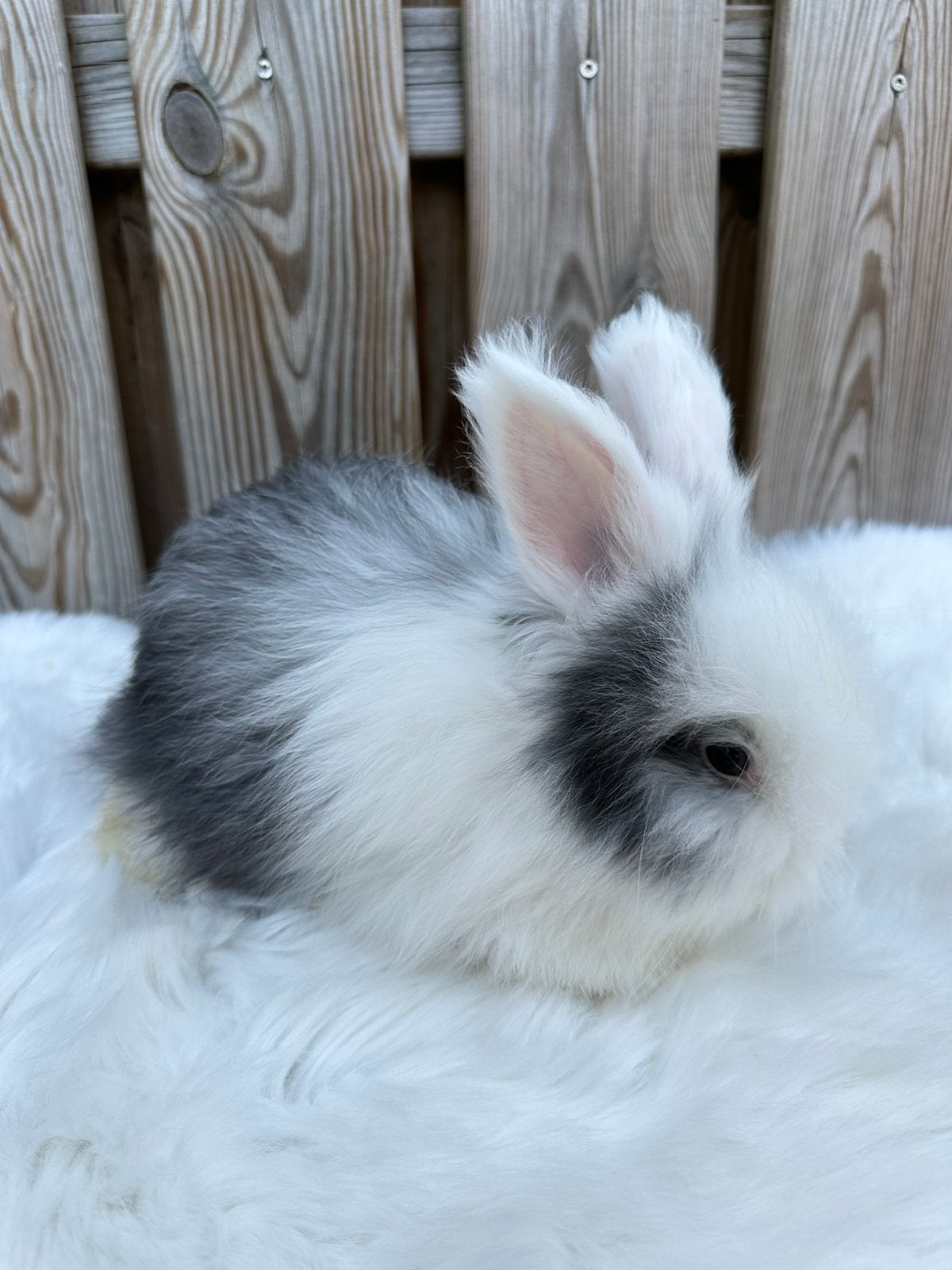 Ras zuivere Engelse Angora rammetje, Dieren en Toebehoren