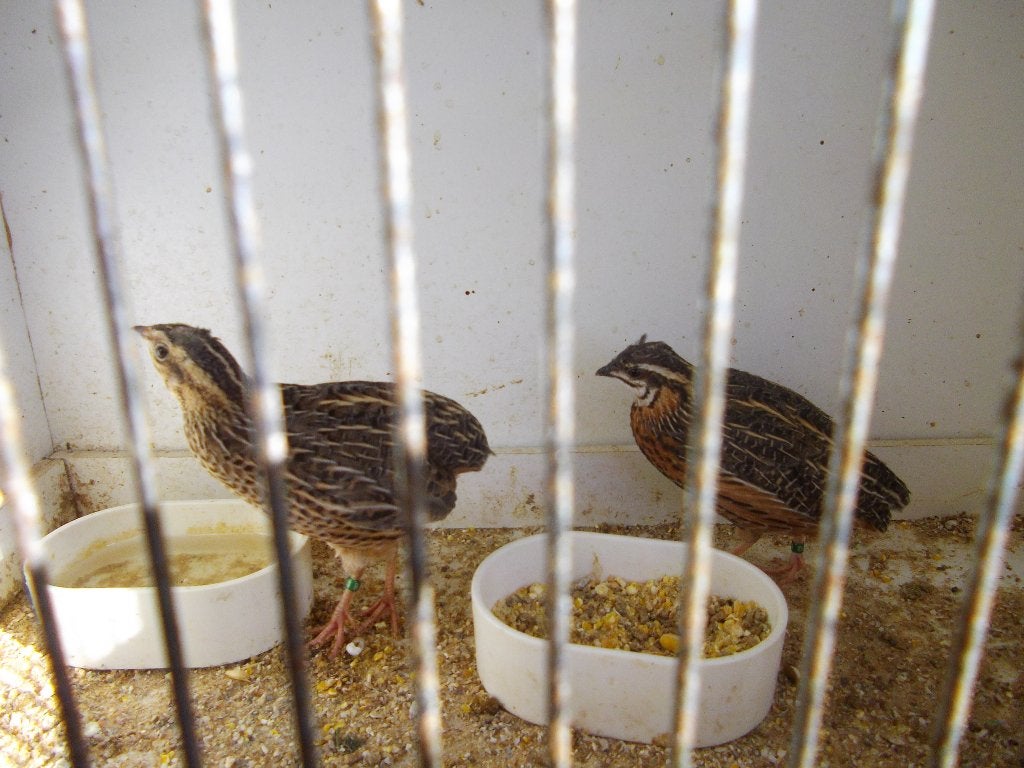 caille arlequin, Plusieurs animaux, Autres espèces