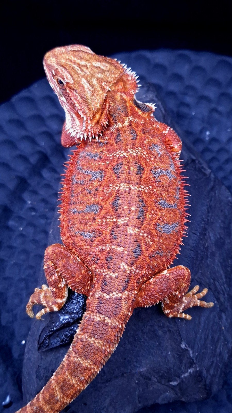 50% Red Monster Extreme Blue Tiger Baardagaam vrouwen, Hagedis, Tam, 0 tot 2 jaar