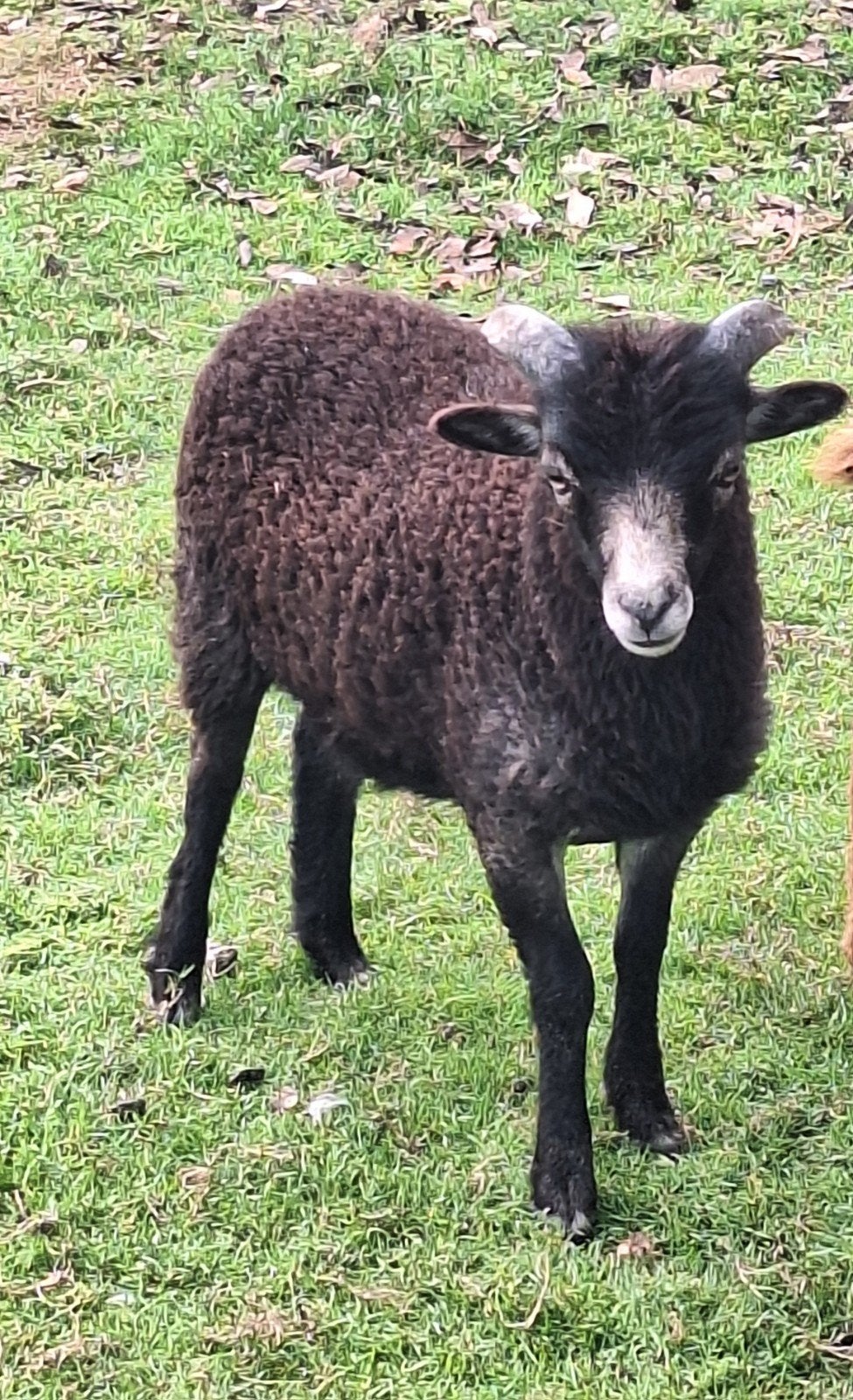 Ouessant ram lam schimmel, Mannelijk, Schaap, 0 tot 2 jaar