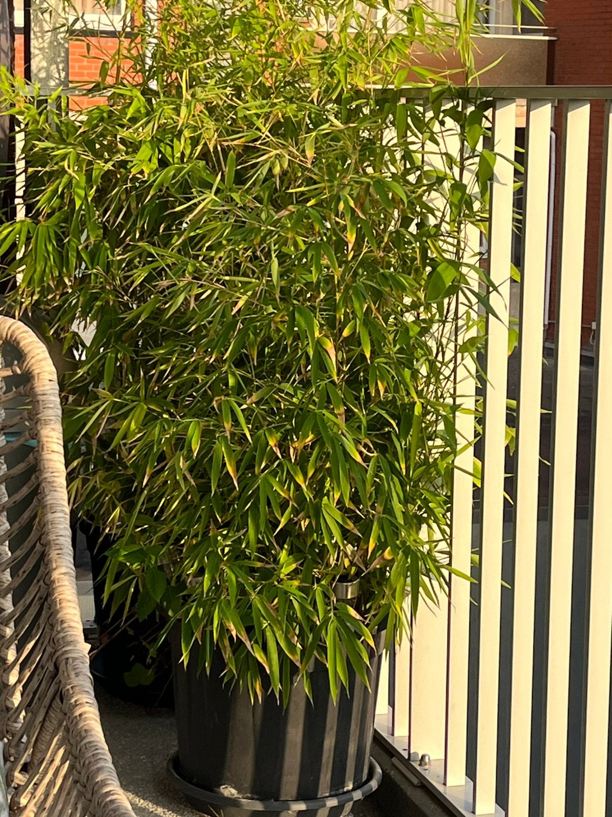 3 potten bamboe, Ophalen, Bamboe