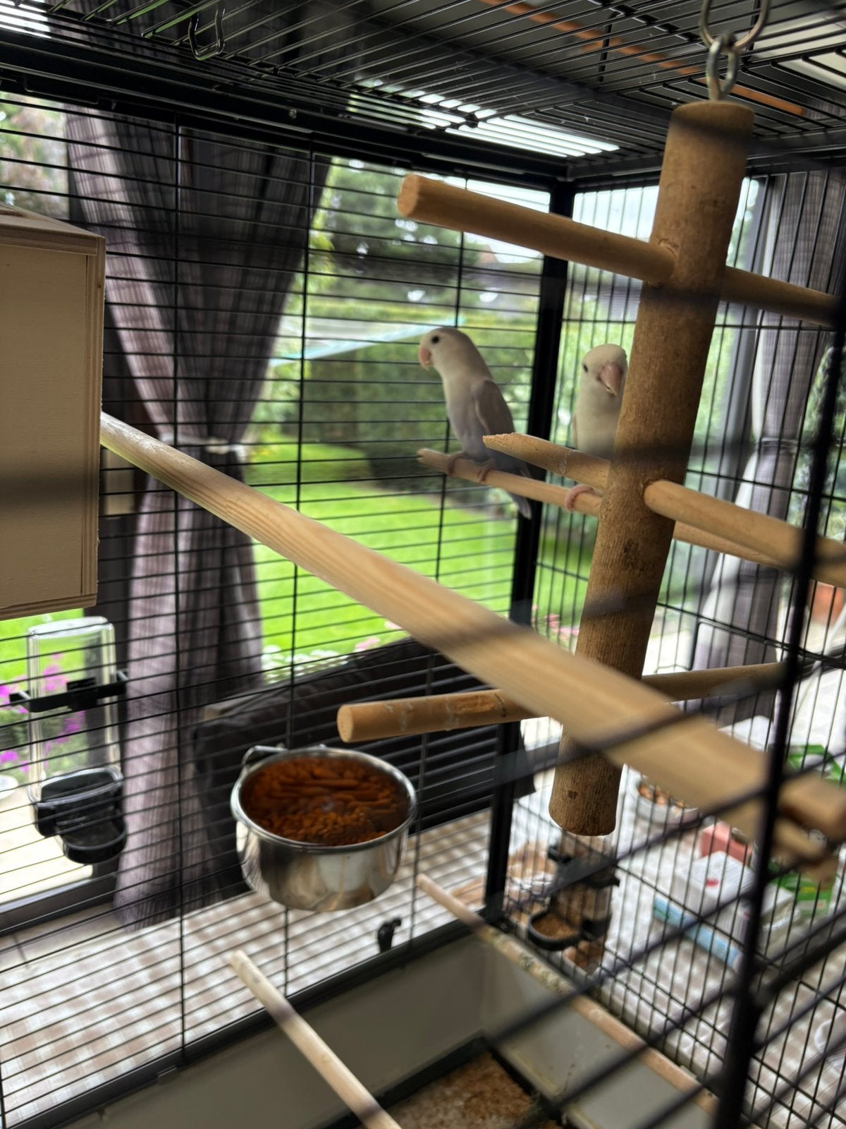 Agapornisen koppel te koop, Dieren en Toebehoren, Meerdere dieren