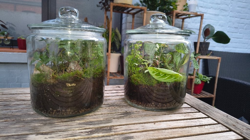 Uniek duo plantenbokalen, Maison & Meubles, Plantes d'intérieur, Autres espèces, Ombre complète, En pot, Moins de 100 cm