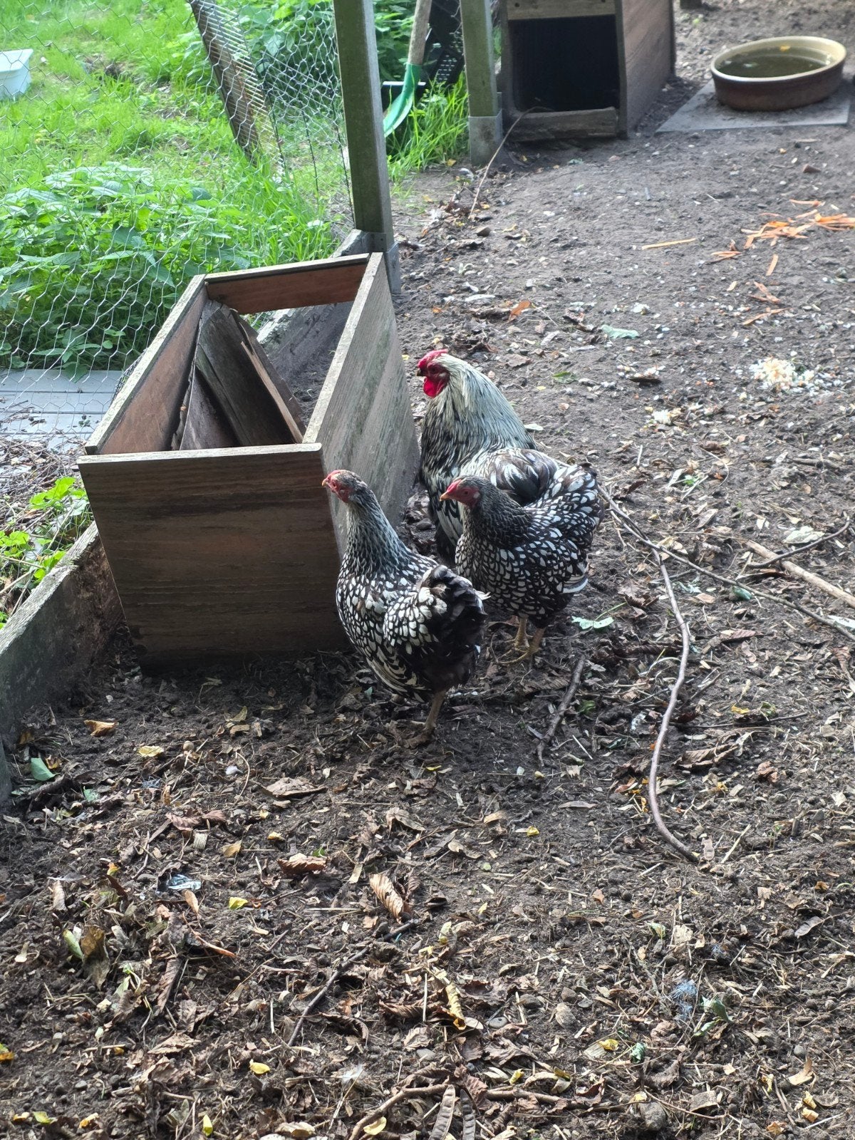 Wyandottekriel haan en hen 2025, Dieren en Toebehoren