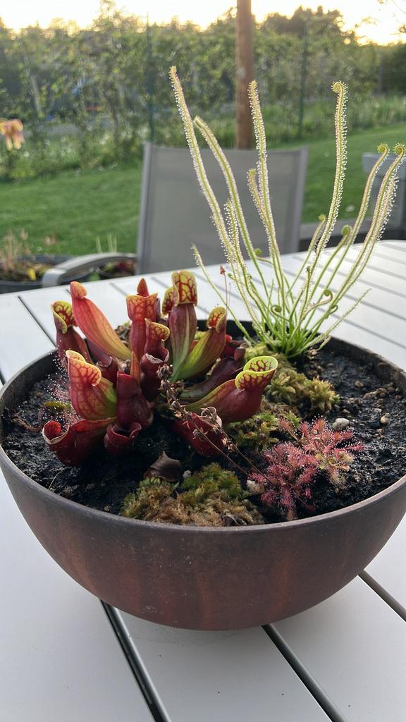 Vleesetende plantjes. Drosera, sarrancenia…, Tuin en Terras, Ophalen, Zo goed als nieuw
