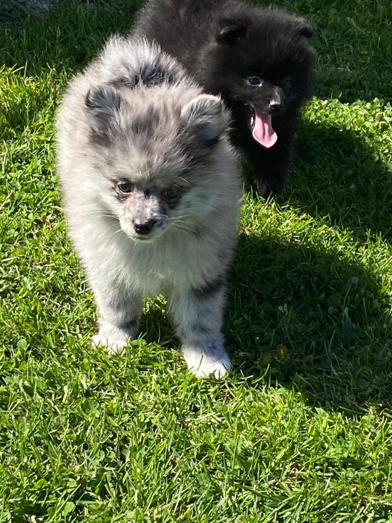 kleinkees/ duitse spitz, Parvo, België, Keeshond, 8 tot 15 weken
