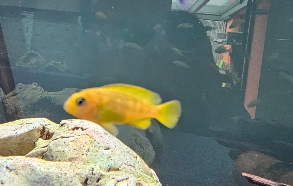Chidonga Saulosi malawi cichliden, Dieren en Toebehoren, Vissen | Aquariumvissen, Zoetwatervis, Vis