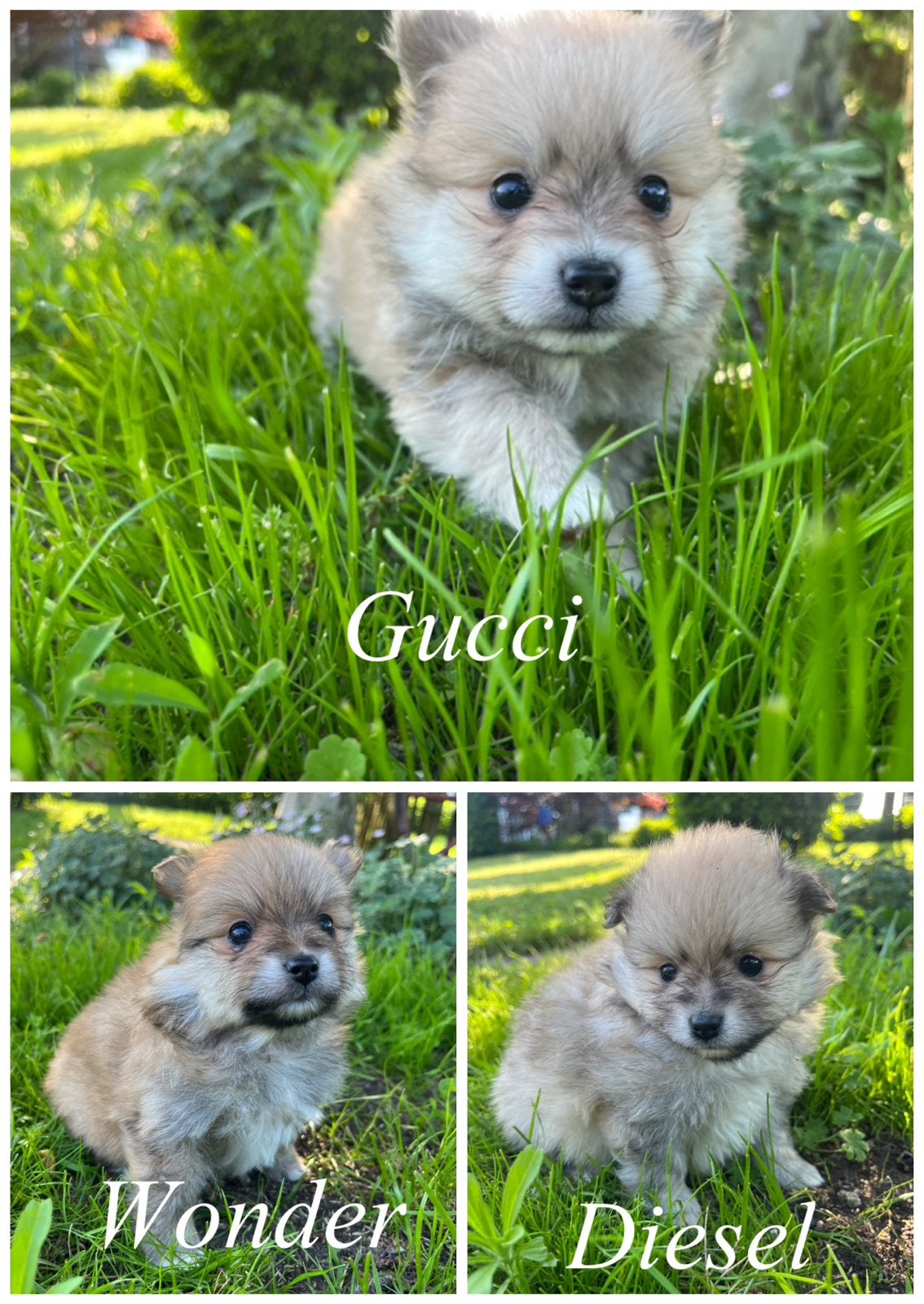 Pomeriaan pups, Dieren en Toebehoren, Honden | Poolhonden, Keeshonden en Oertypen, Meerdere dieren, Overige rassen, Particulier