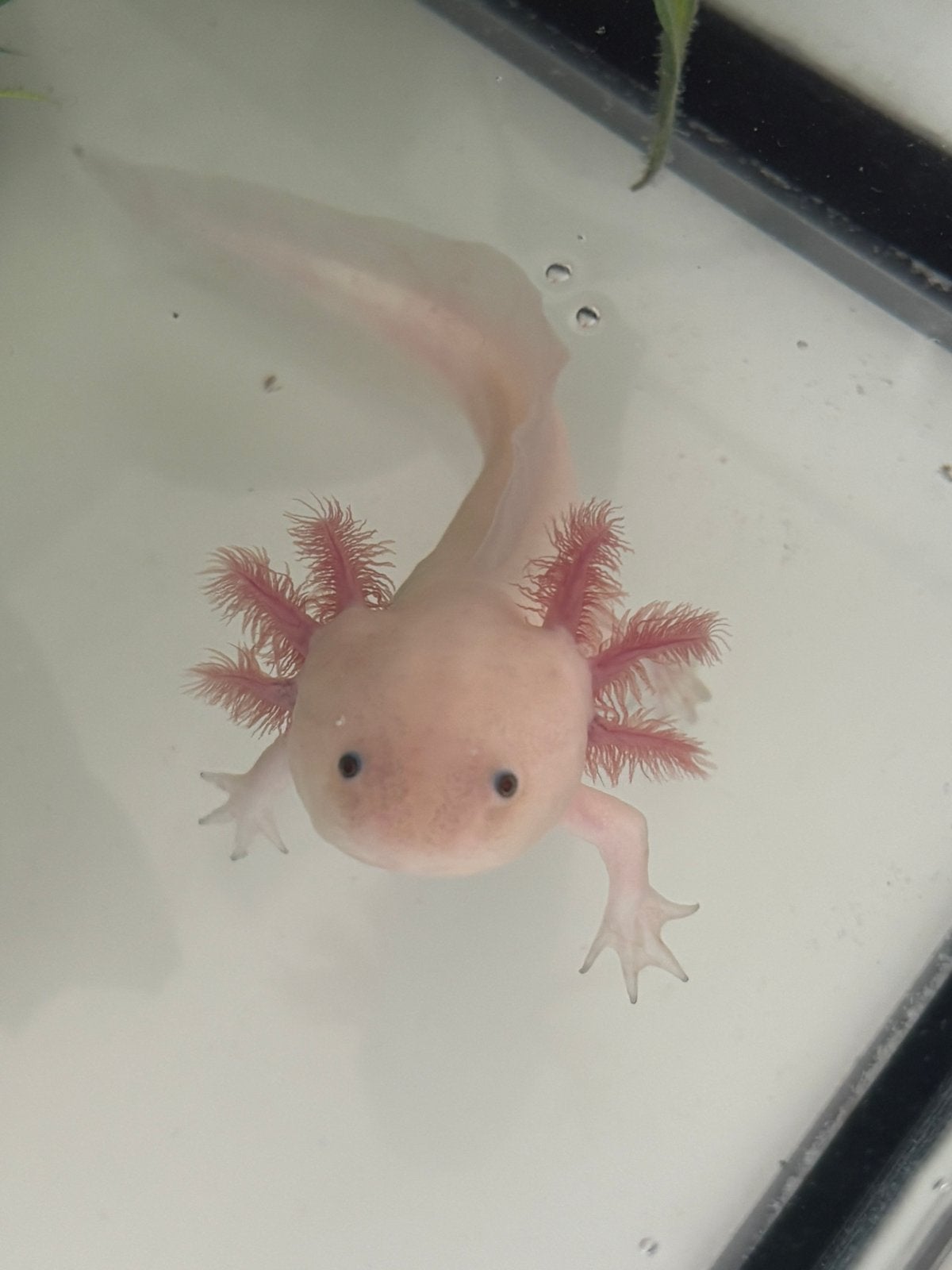 Axolotl man, 0 tot 2 jaar