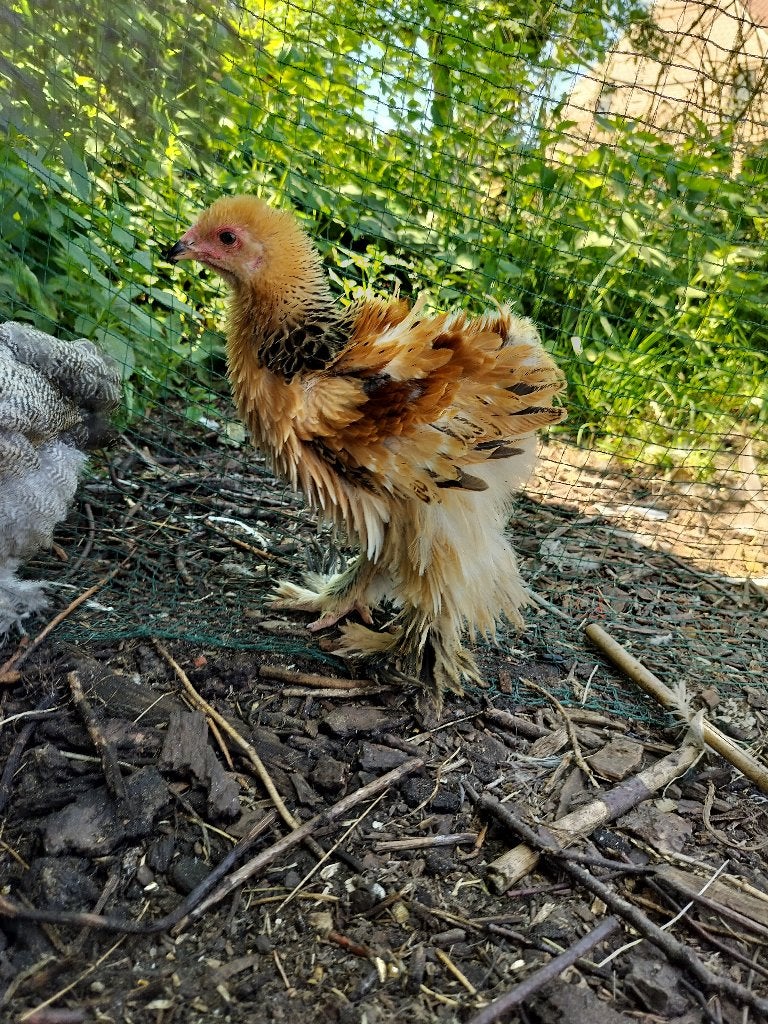 Brahma koppel krulveer, Dieren en Toebehoren, Pluimvee
