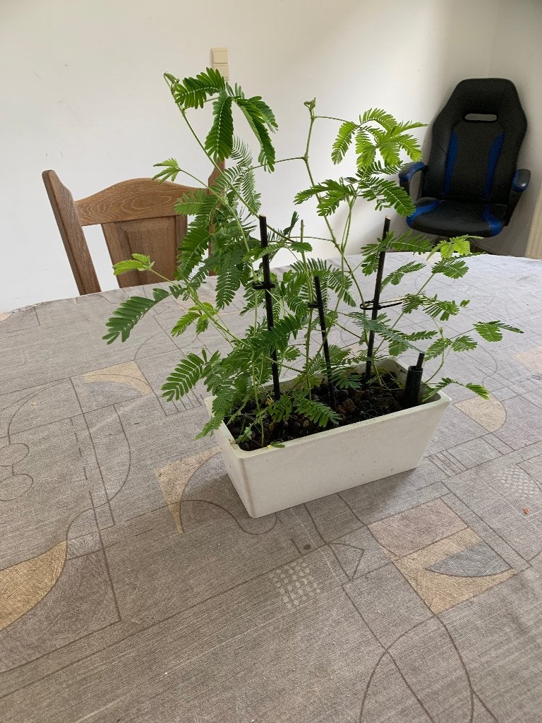 zeldzaam plantje (Kruidje roer mij niet), Huis en Inrichting, Kamerplanten, Ophalen, Overige soorten, Halfschaduw, In pot