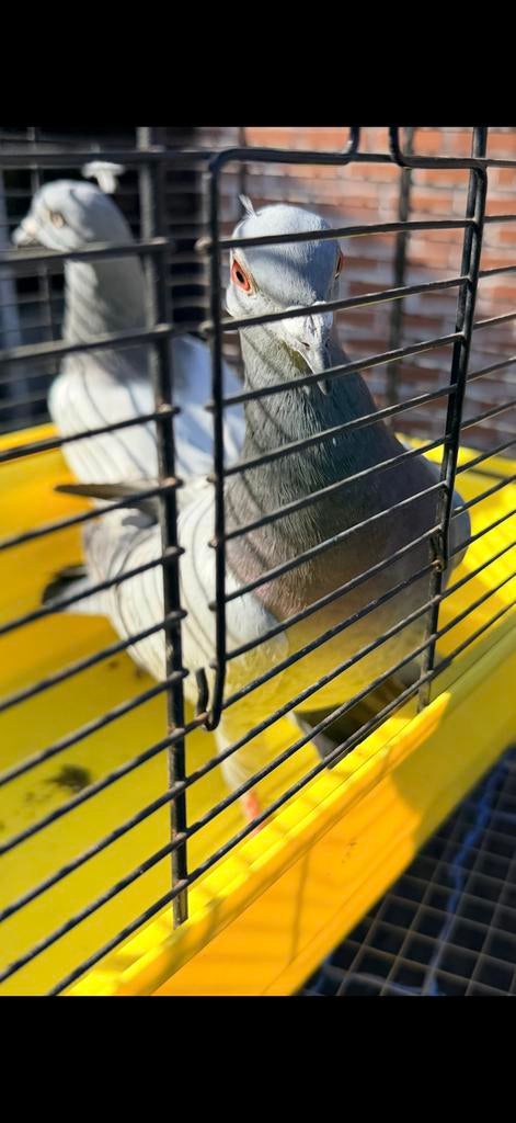 Duiven te koop, Dieren en Toebehoren, Vrouwelijk