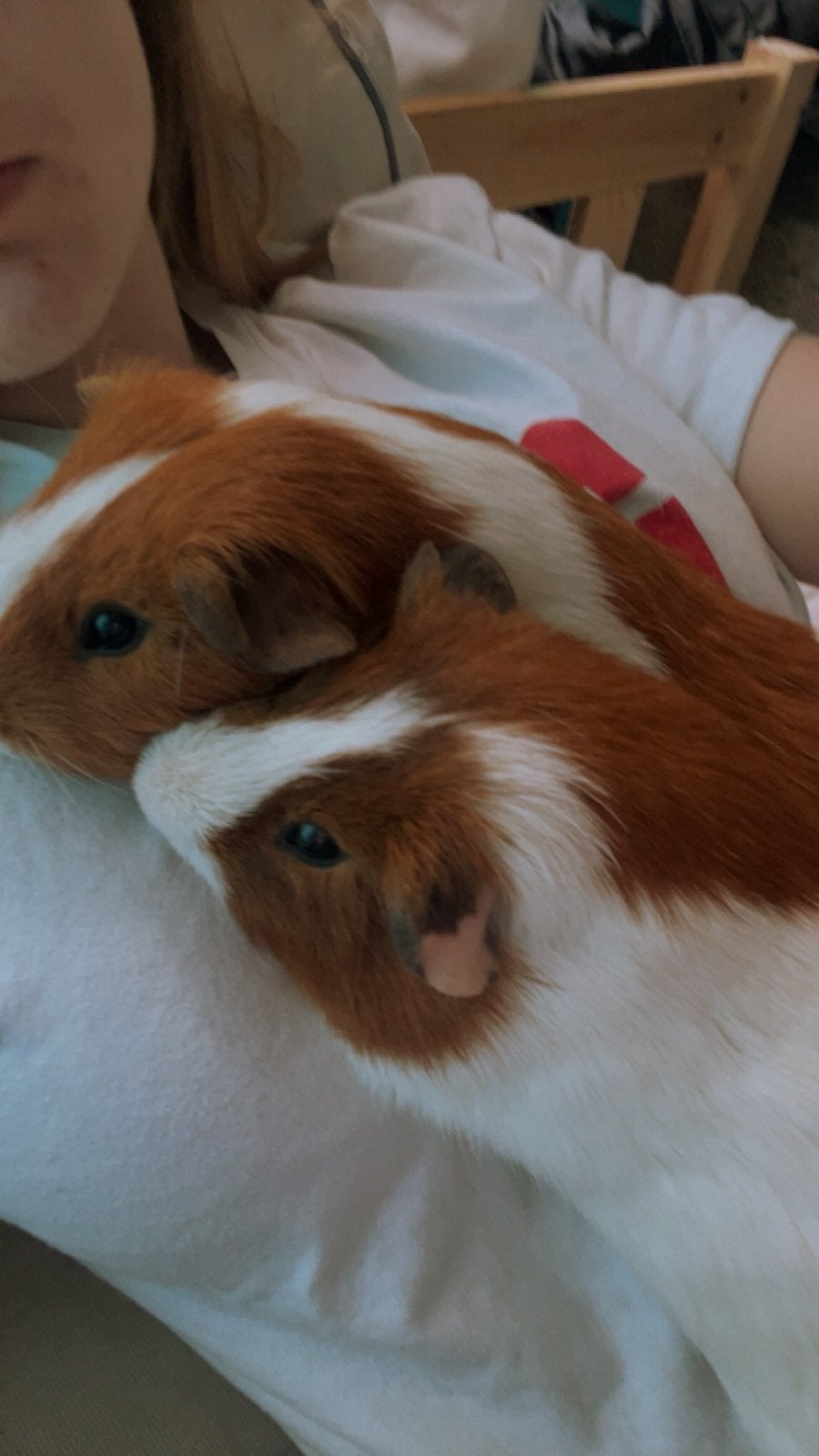 2 cavias te koop lollo en teddy, Cavia, April, Mannelijk, Tam