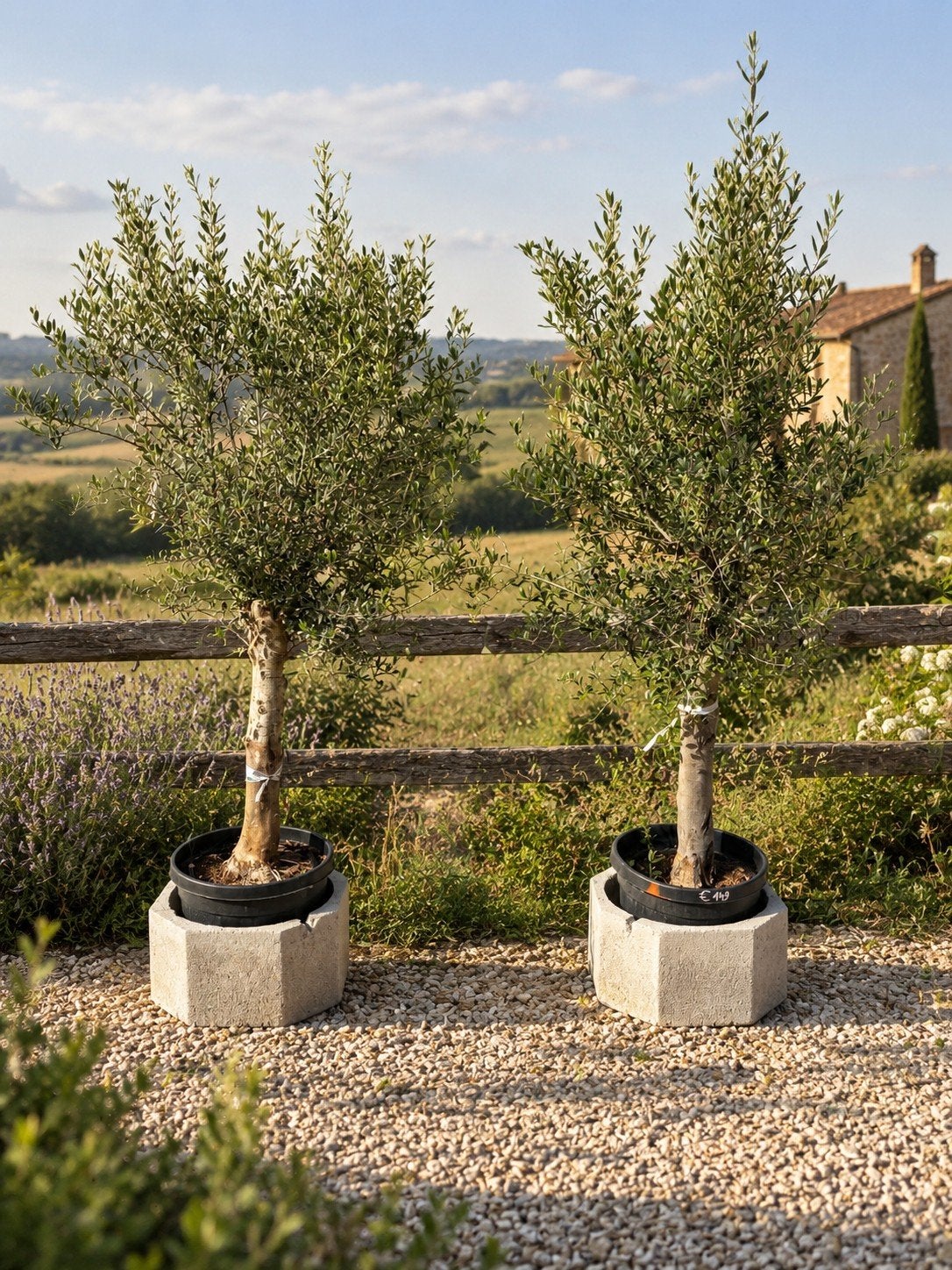 ‼️olijfbomen olea europaea aan onklopbare prijzen‼️, Tuin en Terras, Ophalen