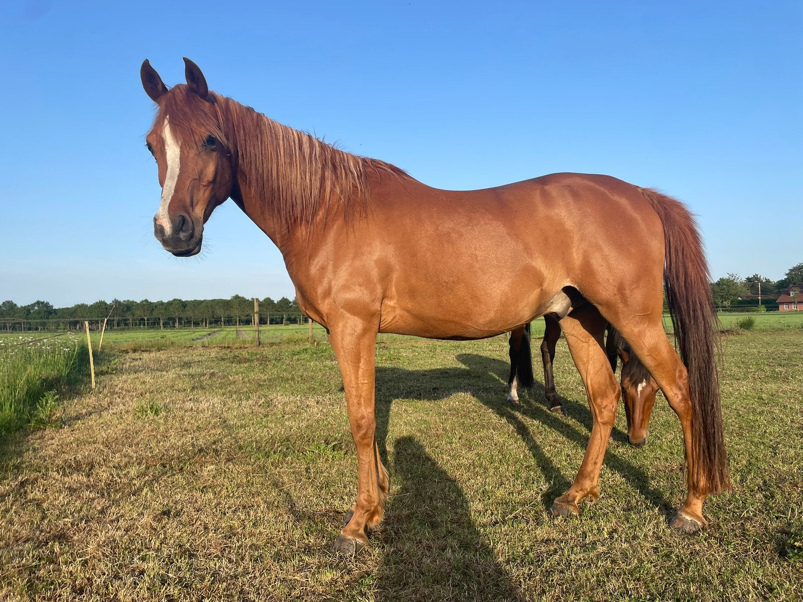 Grote volbloed arabier ruin van 2016 te koop, Dieren en Toebehoren, Paarden, Ruin, Niet van toepassing, 160 tot 165 cm, 7 tot 10 jaar