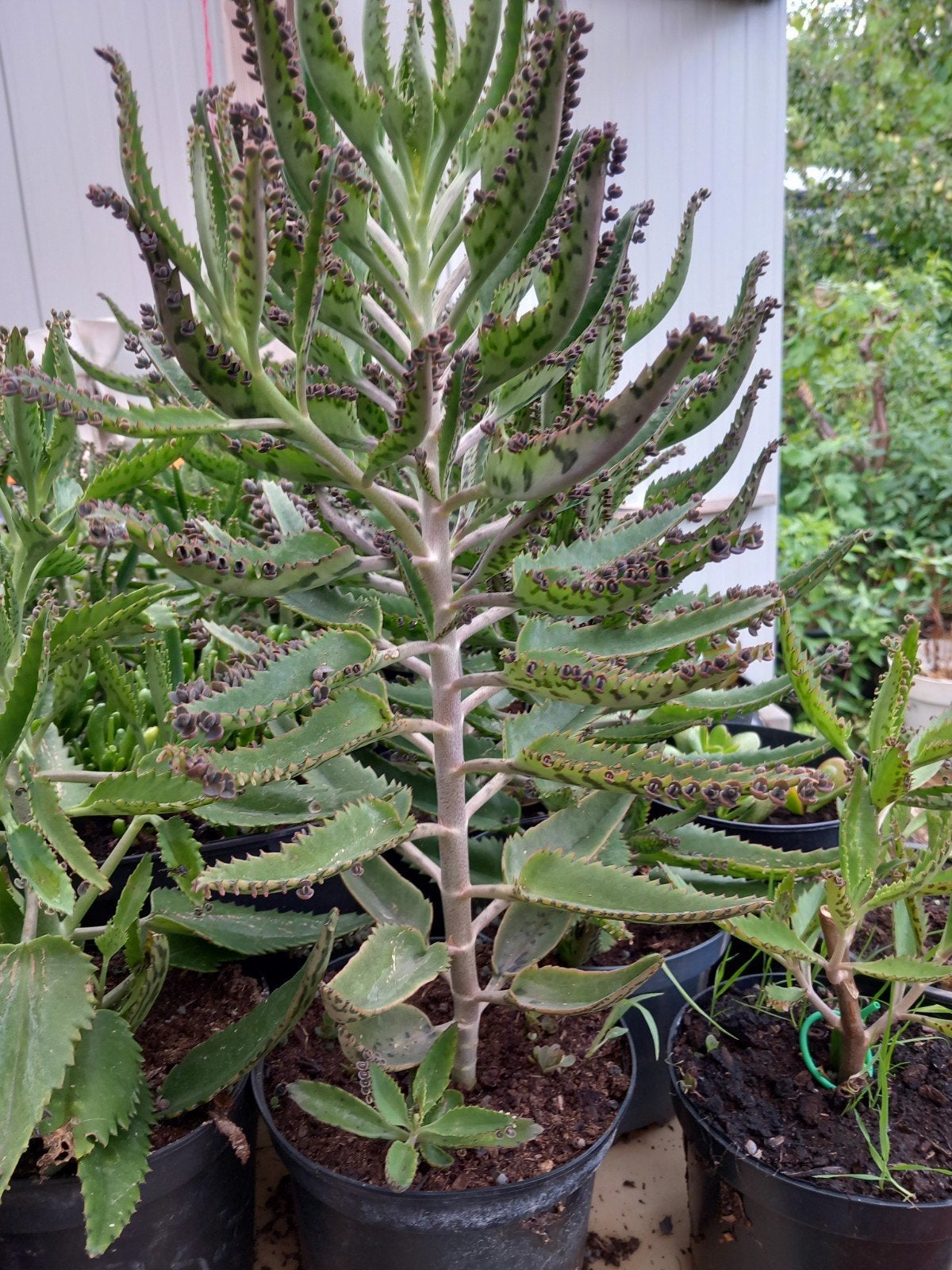 Mooie planten "Mother of Thousands" +/- 40 cm, pot 3L, 8€/st, Vetplant, In pot, Minder dan 100 cm, Bloeiende kamerplant