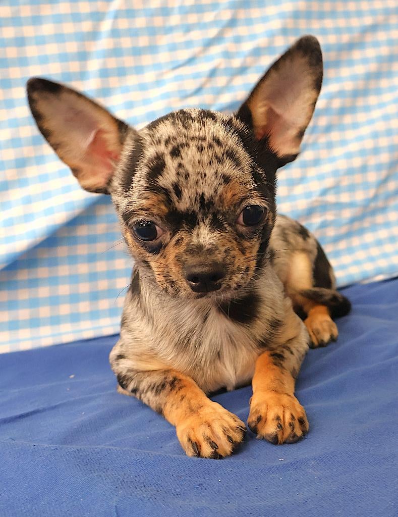 Chiot Chihuahua super mignon !, 15 semaines à 1 an, Chien (mâle), Hépatite contagieuse (maladie de Rubarth), Belgique