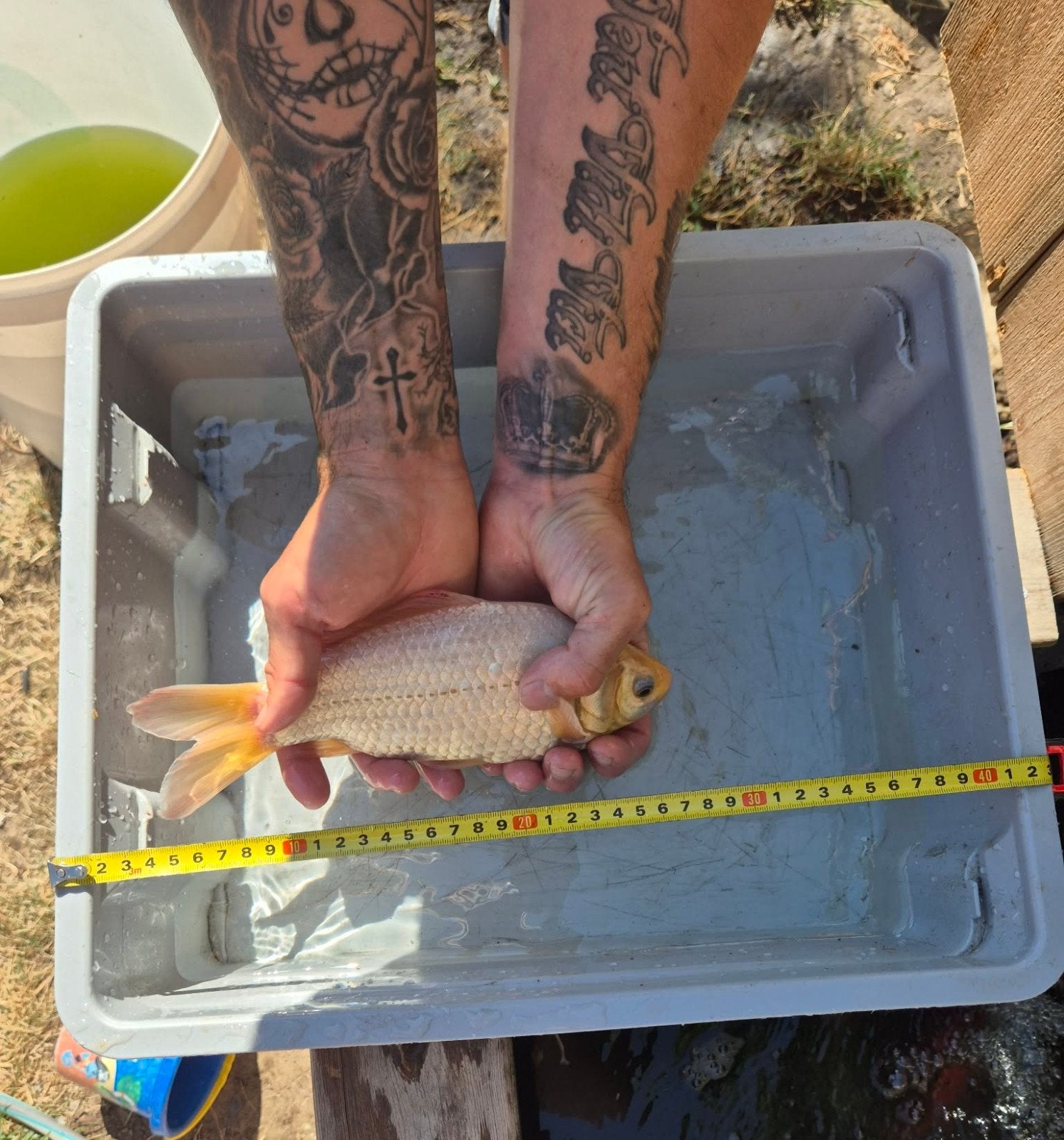 goudvis, Animaux & Accessoires, Poissons | Poissons d'étang, Poisson(s) rouge(s)