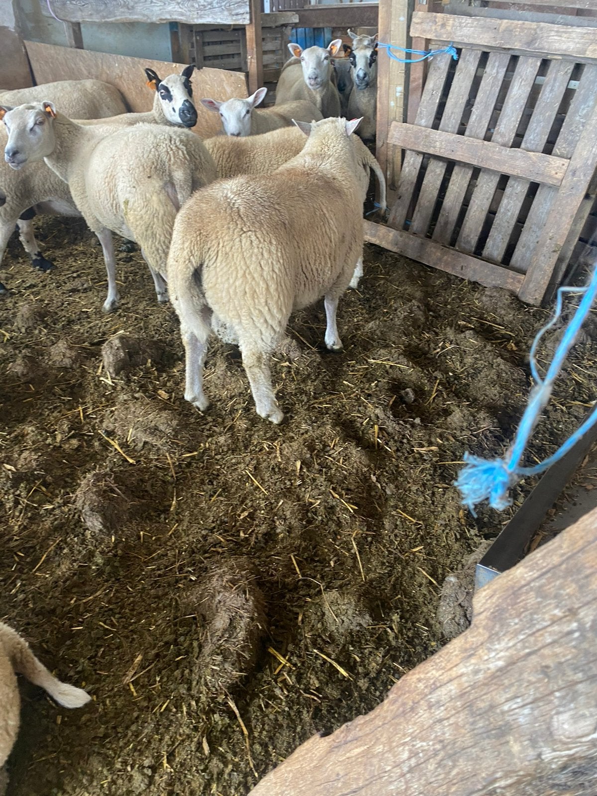 Bokken en miekens te koop, Dieren en Toebehoren, Schapen, Geiten en Varkens, Schaap