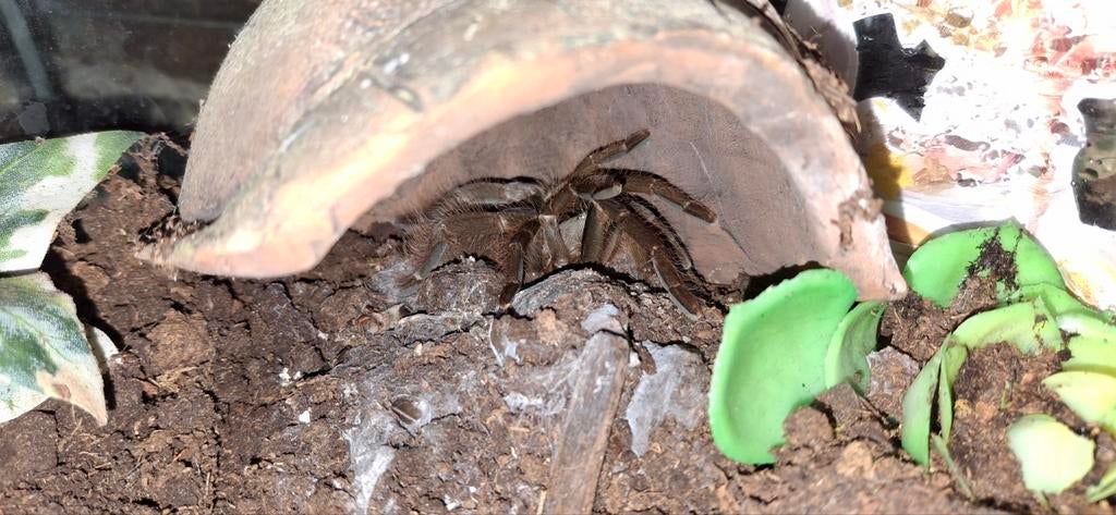 Gigas met terrarium, Met terrarium