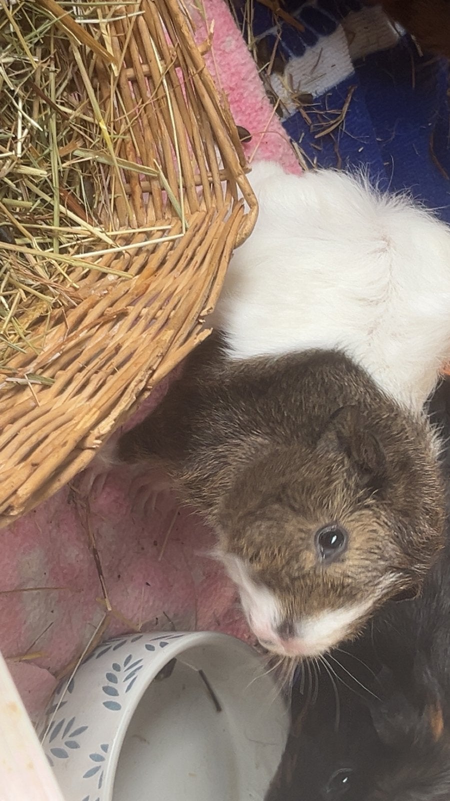 Te koop, Cavia, Augustus, Vrouwelijk, Tam