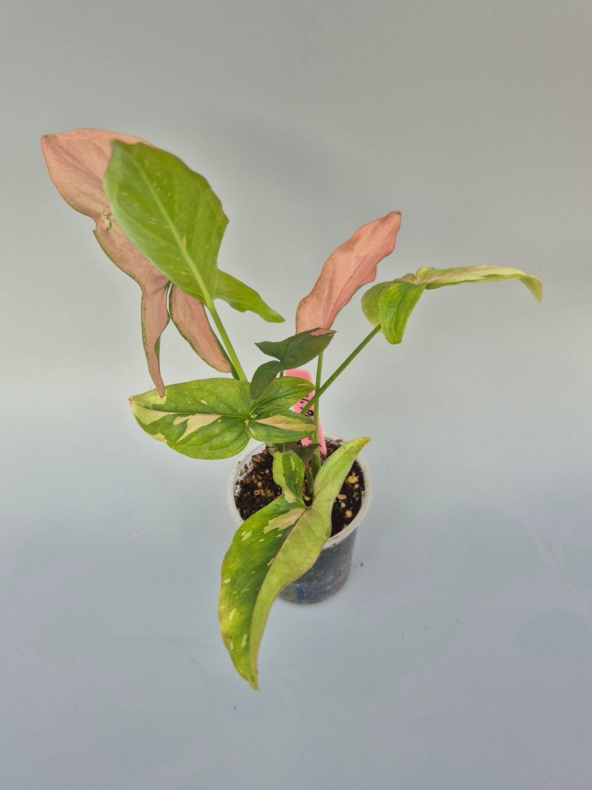 Syngonium red spot, Huis en Inrichting, Kamerplanten, Ophalen of Verzenden