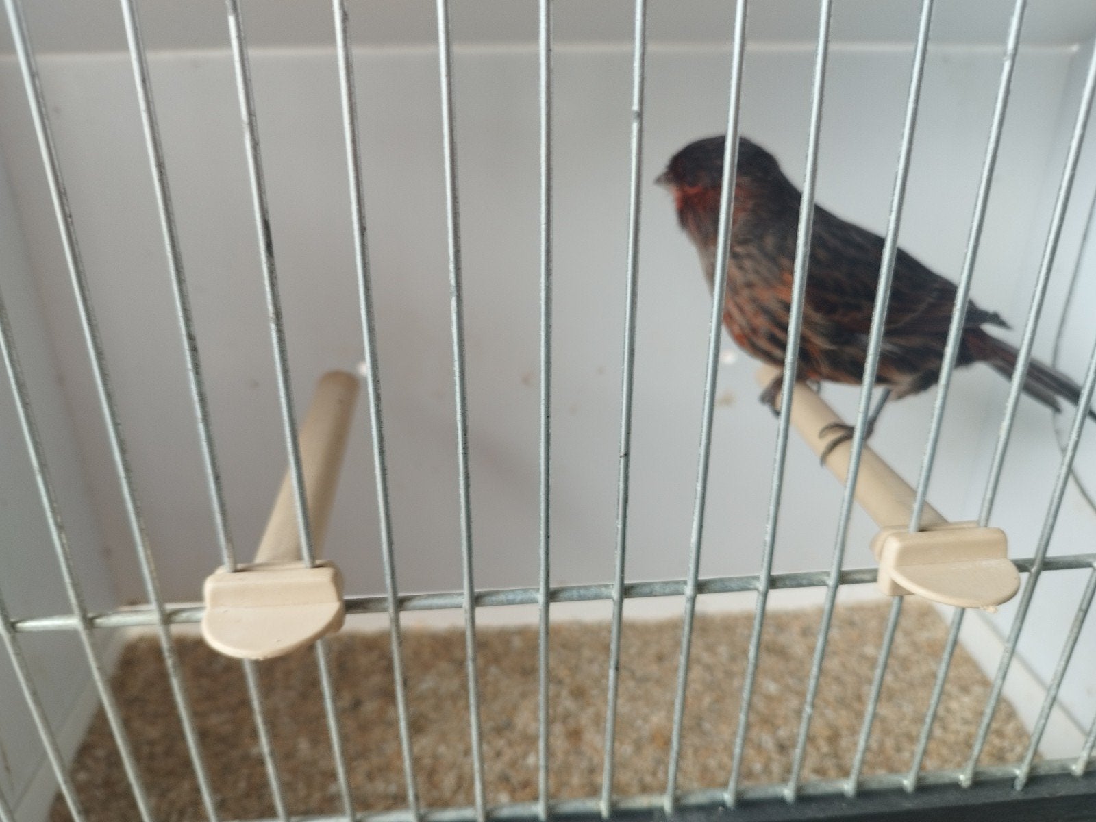 zwart rood, Dieren en Toebehoren, Kleurkanarie