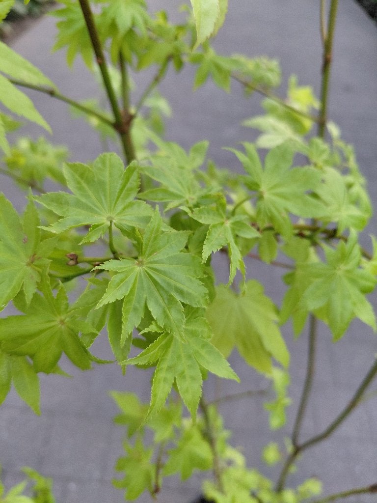 Acer Summergold, Tuin en Terras, Ophalen, Esdoorn