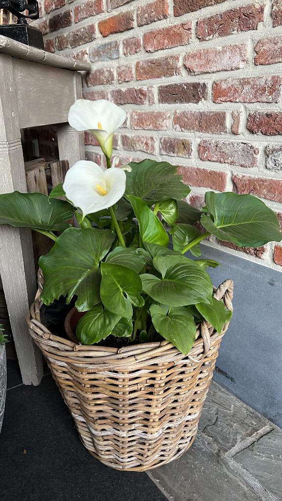 Aronskelken, Tuin en Terras, Planten | Tuinplanten, Ophalen