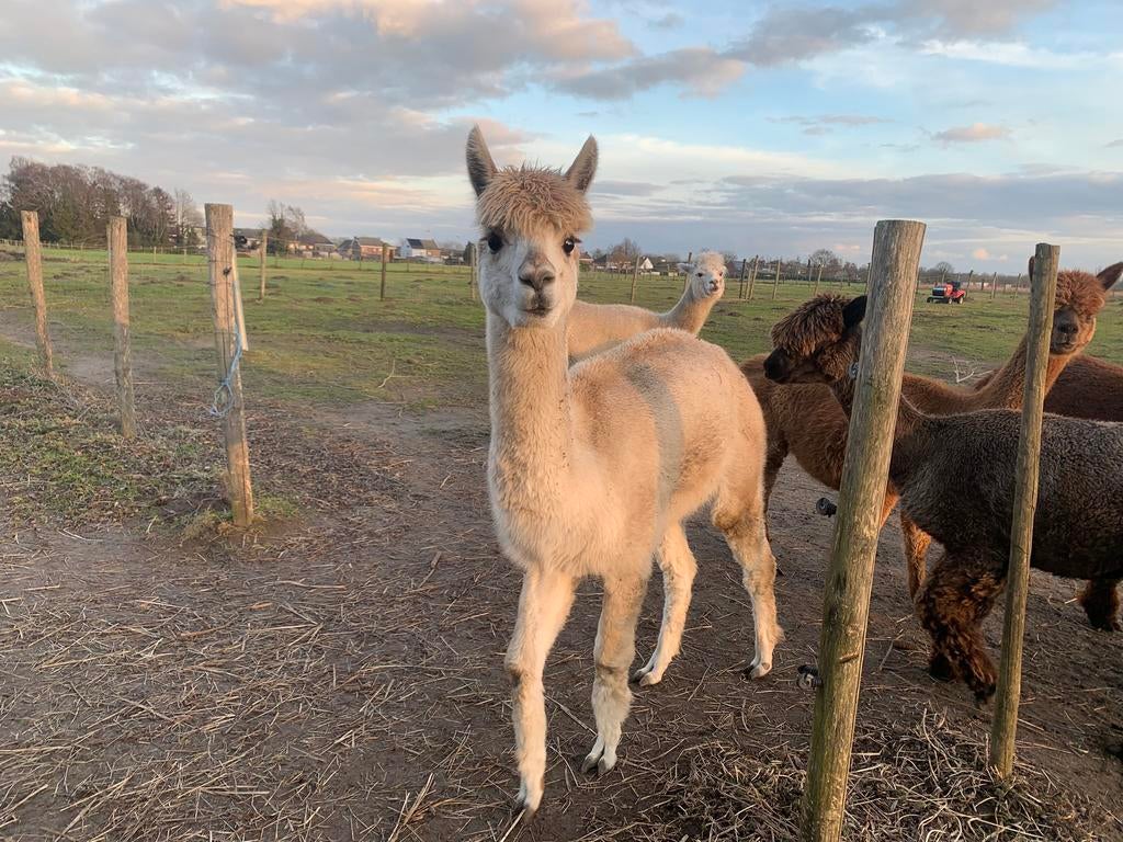 3 alpaca merries, Dieren en Toebehoren, Overige Dieren, Vrouwelijk, Augustus