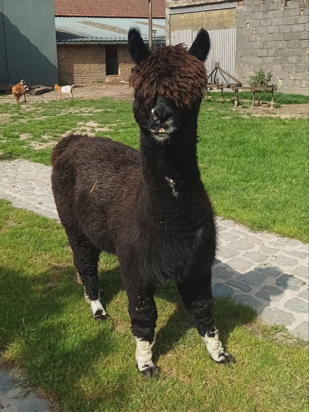 Alpaca hengst., Mars, Mâle