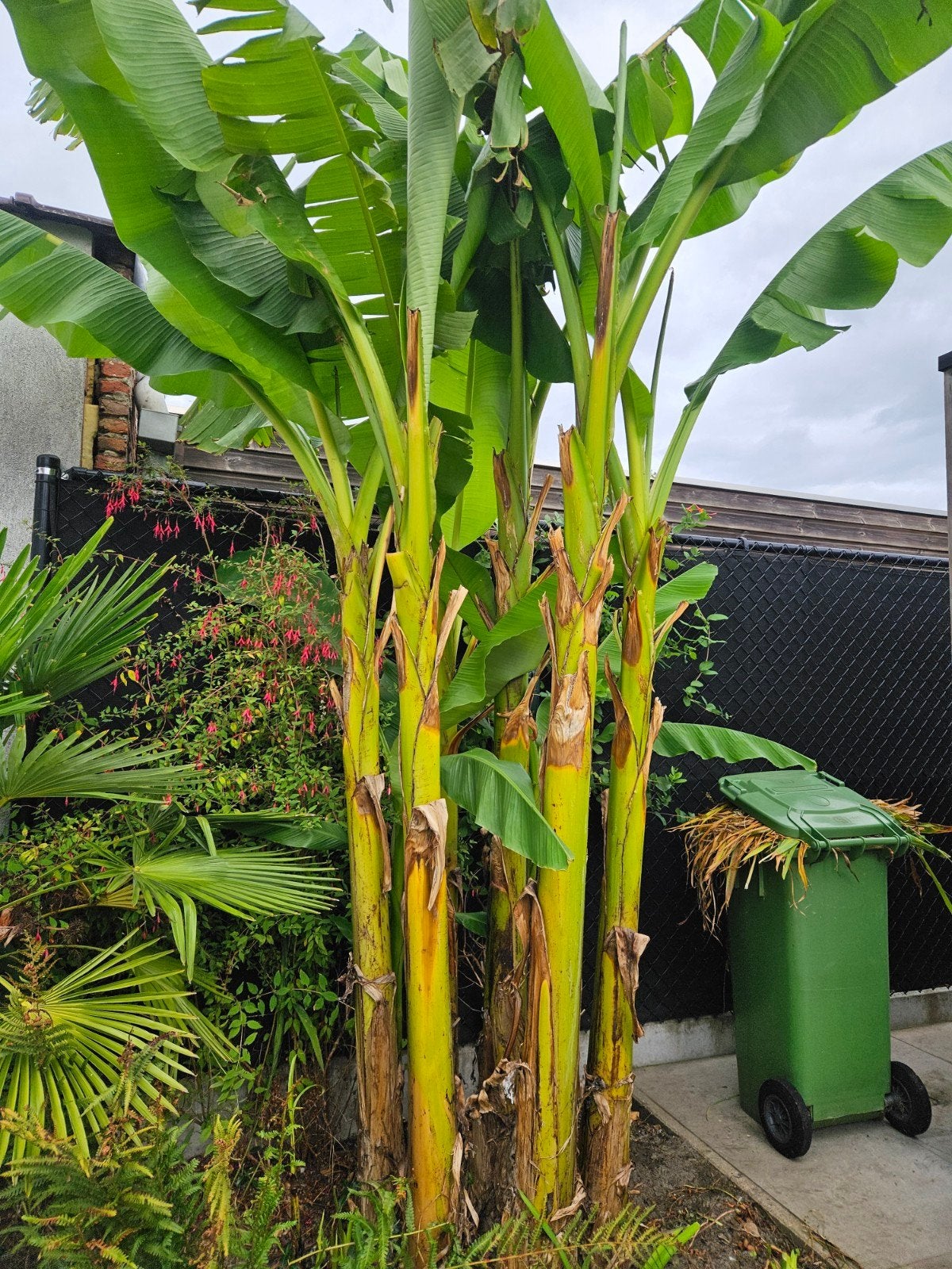 verschillende bananbomen, Enlèvement, Autres espèces, 100 à 250 cm
