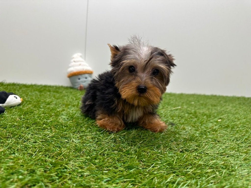 Chiot Yorkshire Terrier taille petite