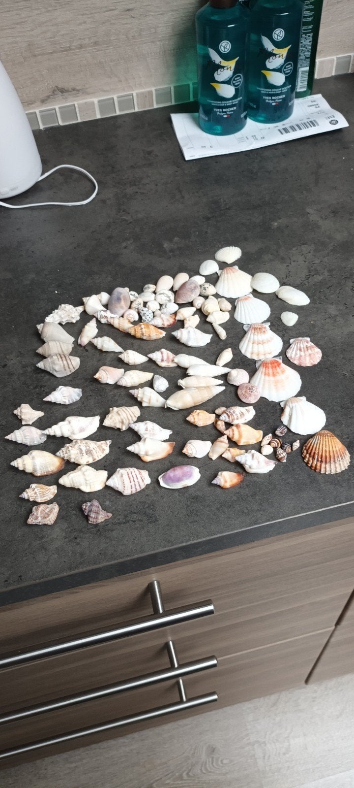 Coquillages, Ophalen of Verzenden, Schelp(en)