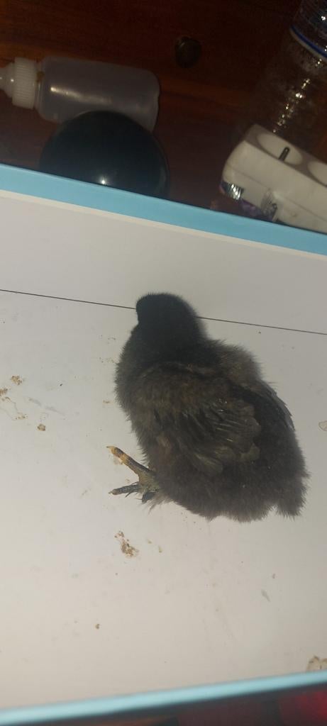 10 poussins
