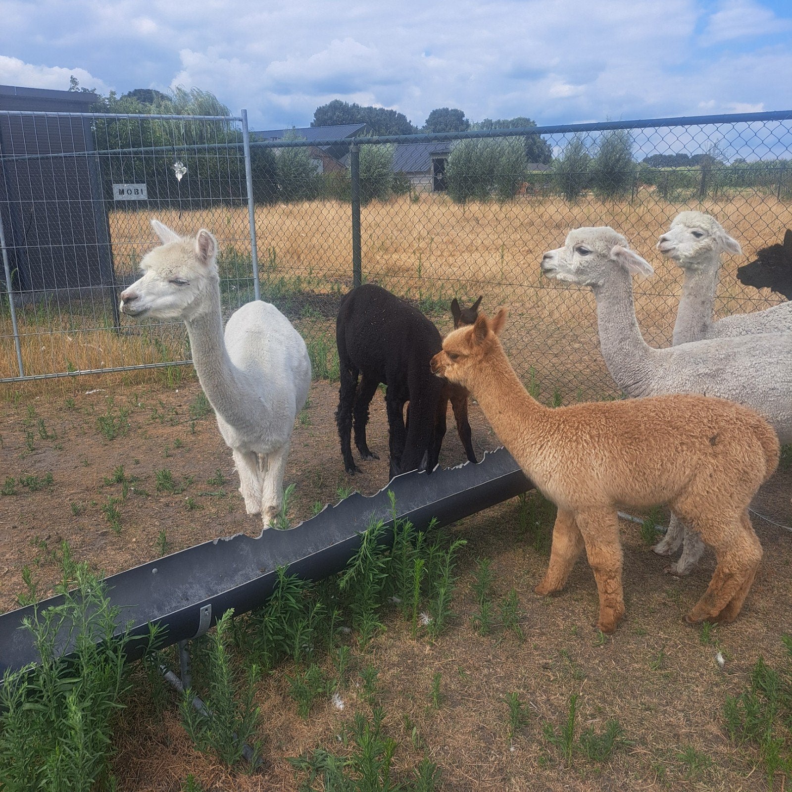 te koop diverse alpacas, Dieren en Toebehoren, April, Meerdere dieren