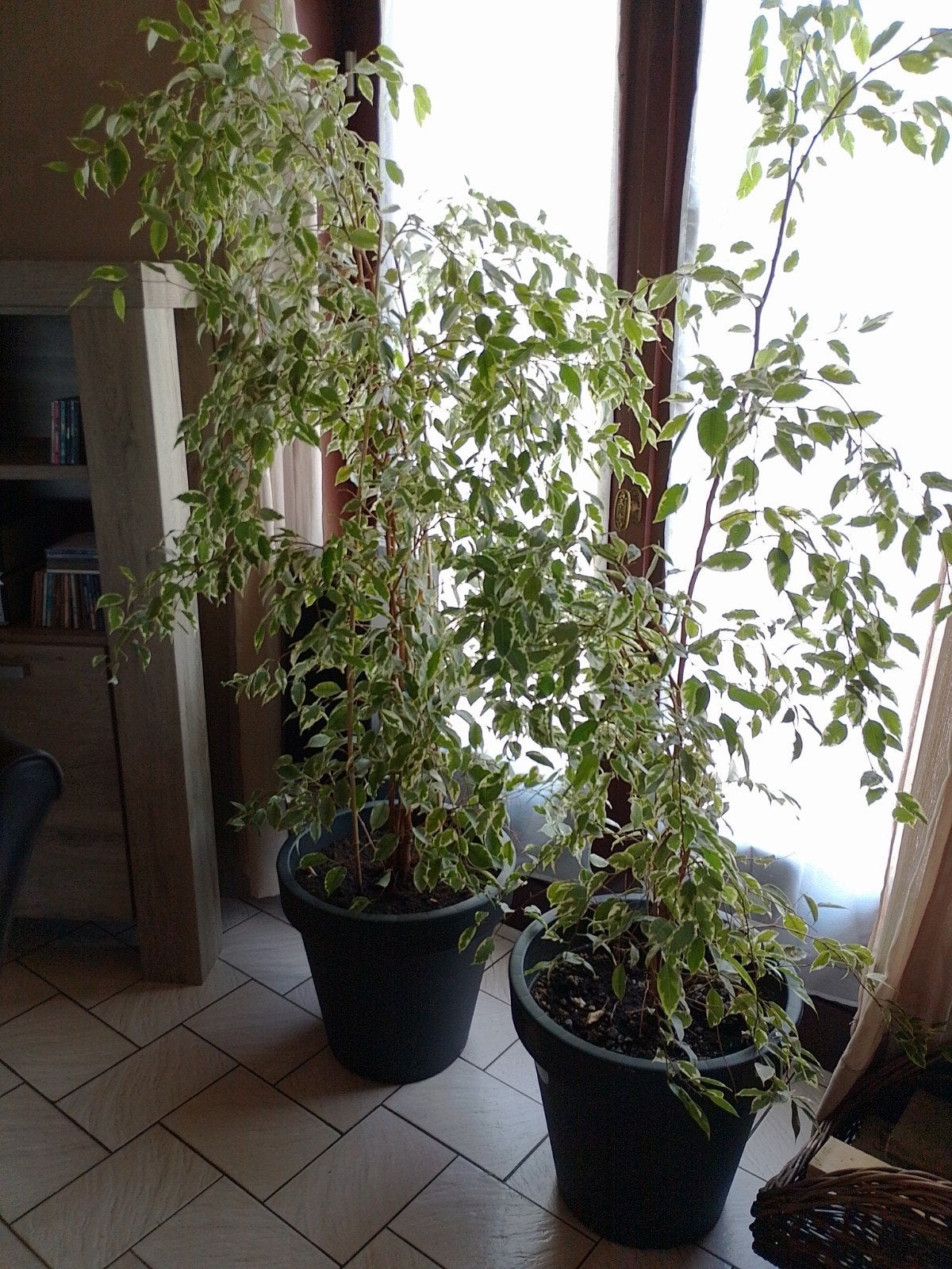 Deux jolies plantes d'intérieur avec pot., Enlèvement
