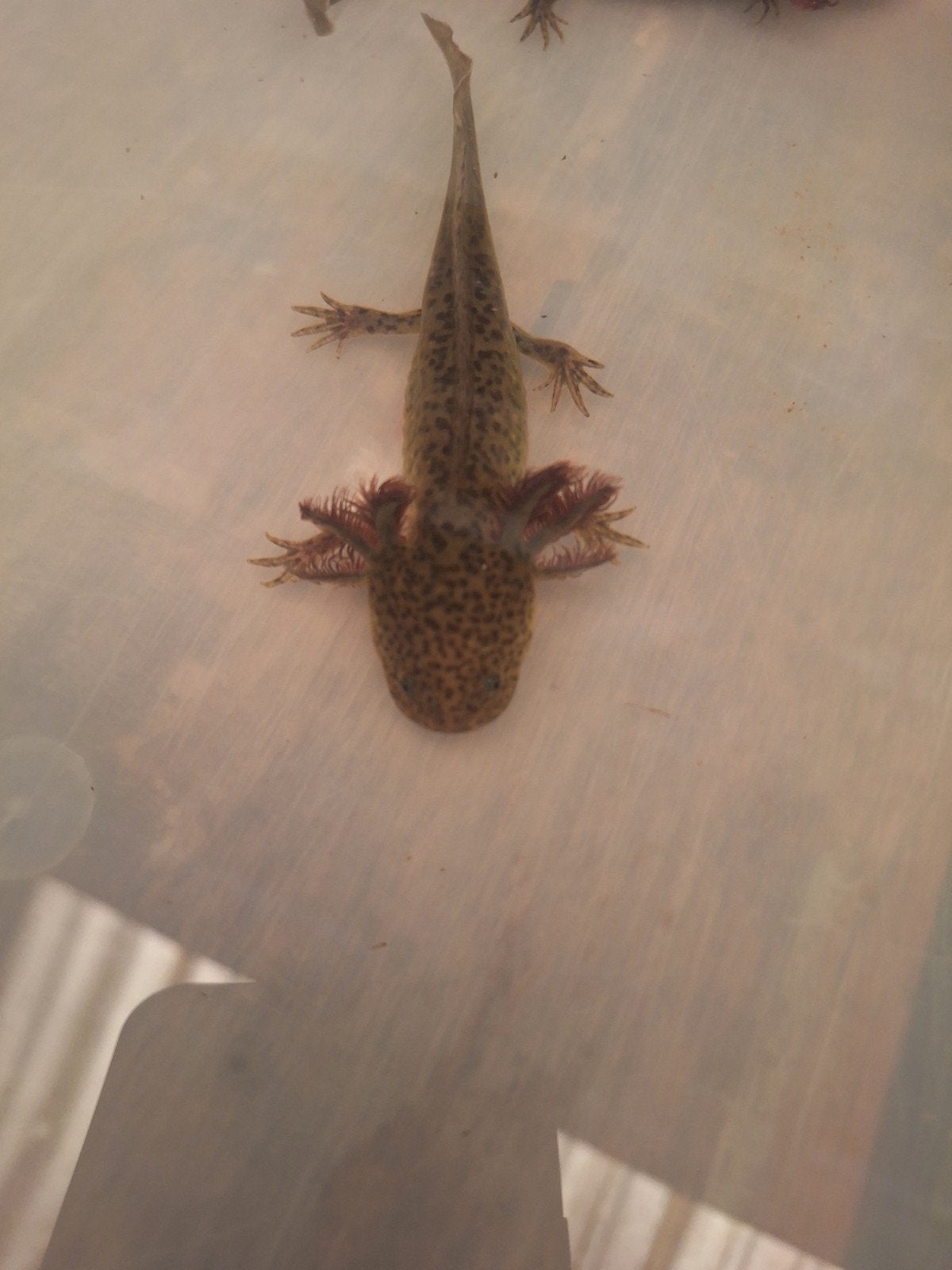 Axolotls