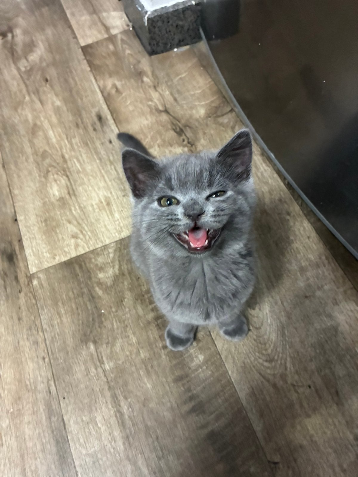 Chaton disponible, Enlèvement, Comme neuf