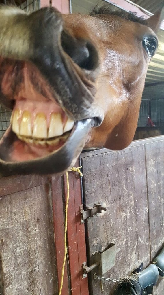 Halve stal, Animaux & Accessoires, Chevaux, Hongre