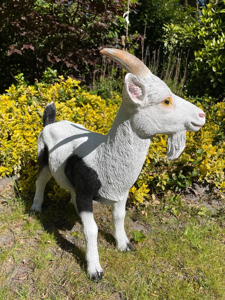 Bok Geit sik tuin, gazon, boerderij 60cm, Ophalen, Nieuw, Kunststof, Dierenbeeld